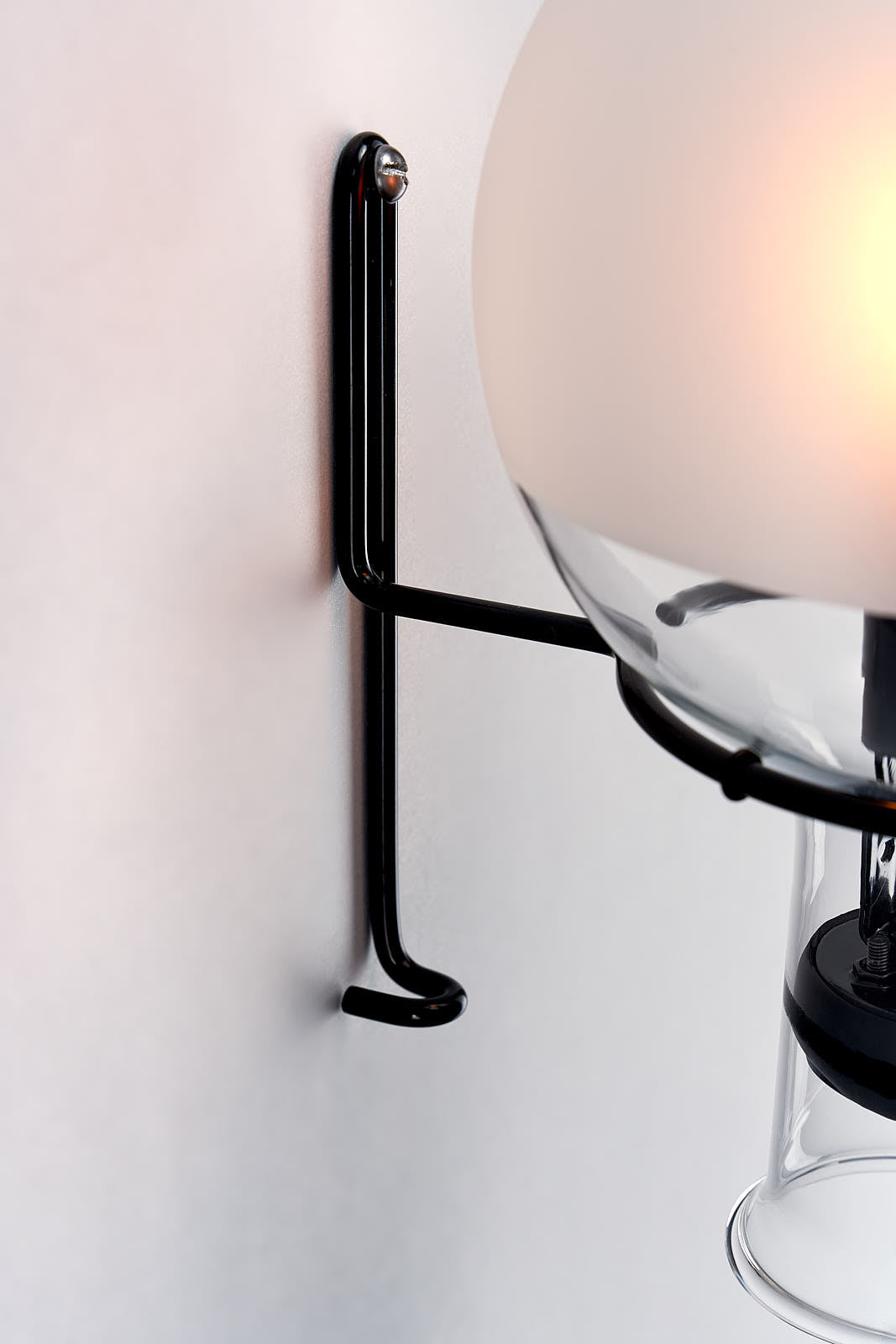 Spotted Jellyfish (male)