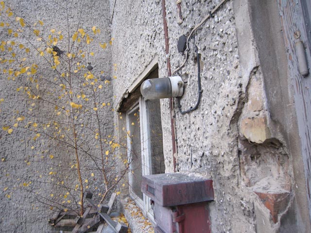 Little Saddle Oyster